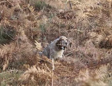 Du Val D'albret - SOYA DU VAL D'ALBRET CHAMPIONNE GT 2025 AVEC UN CACIT